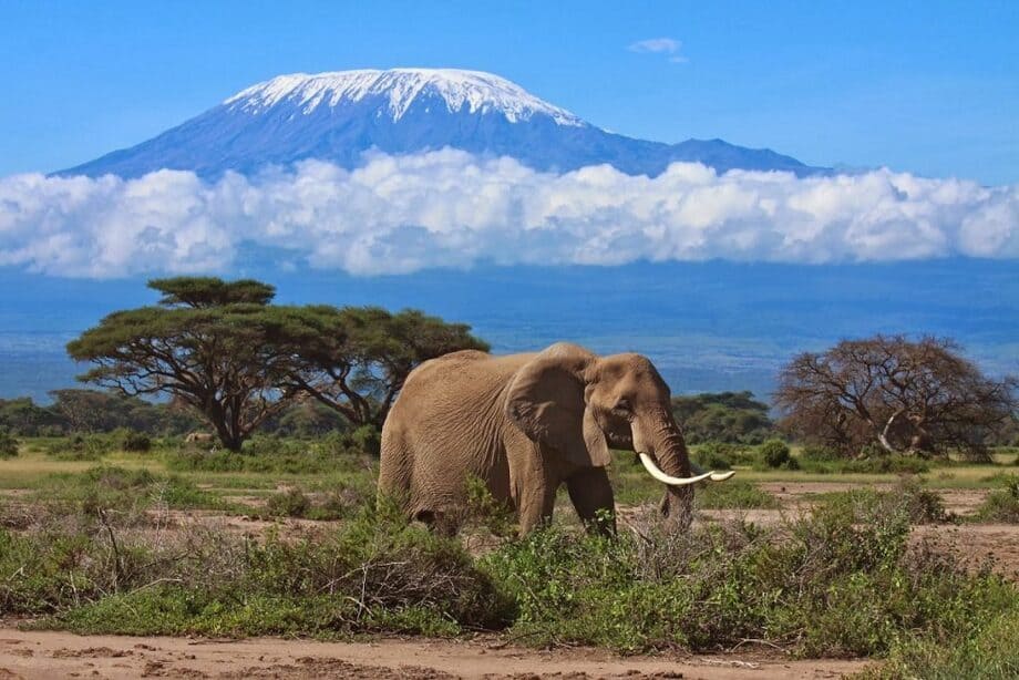 Bestigning av Kilimanjaro