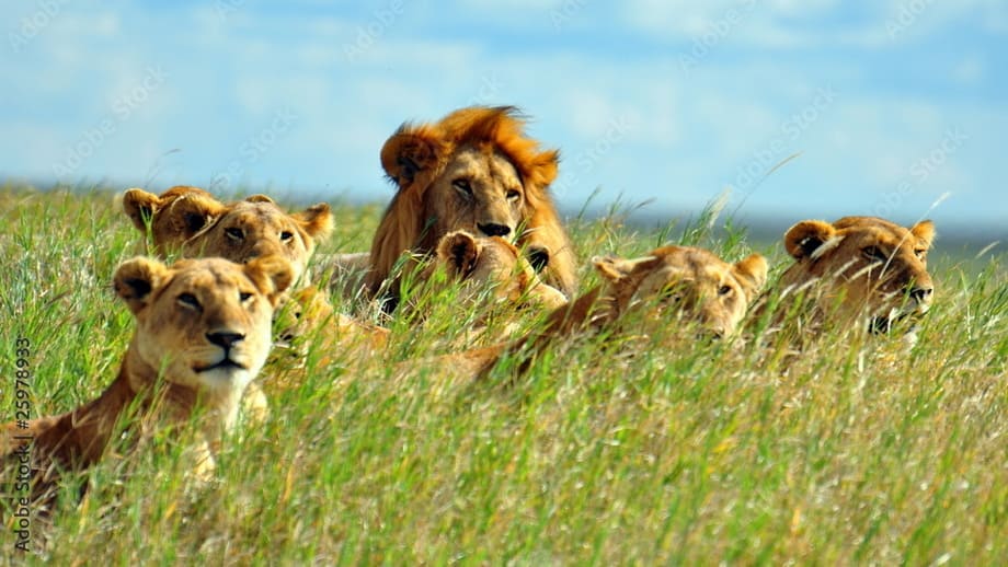 Serengeti nationalpark via Ngorongoro-reservatet